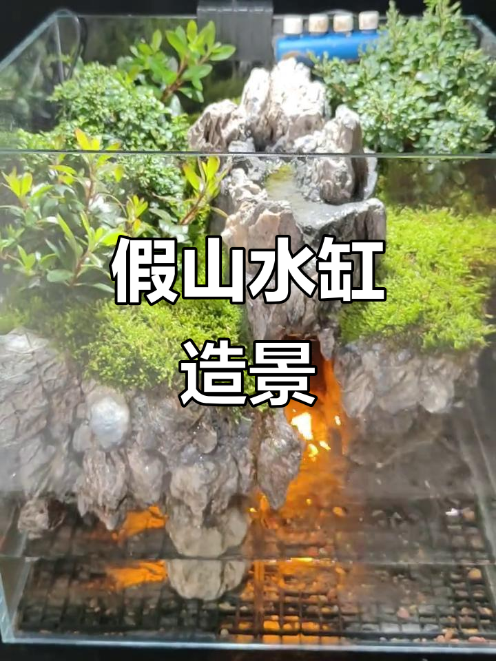 水陆缸造景全攻略:假山、流水与植物完美结合