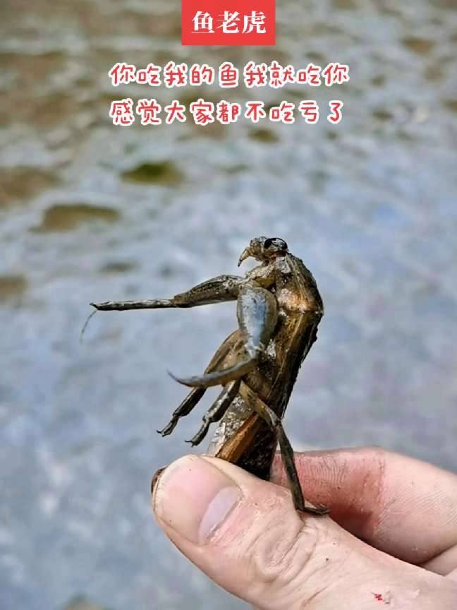 奶名鱼老虎,大号桂花蝉。样子虽丑,但油炸一下,却是极品下酒菜。乡村生活记录 真实户外 逮鱼