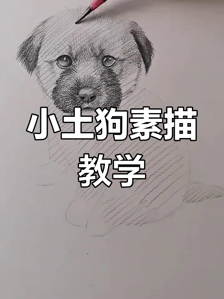 素描小土狗教程,轻松画出萌态十足的狗狗