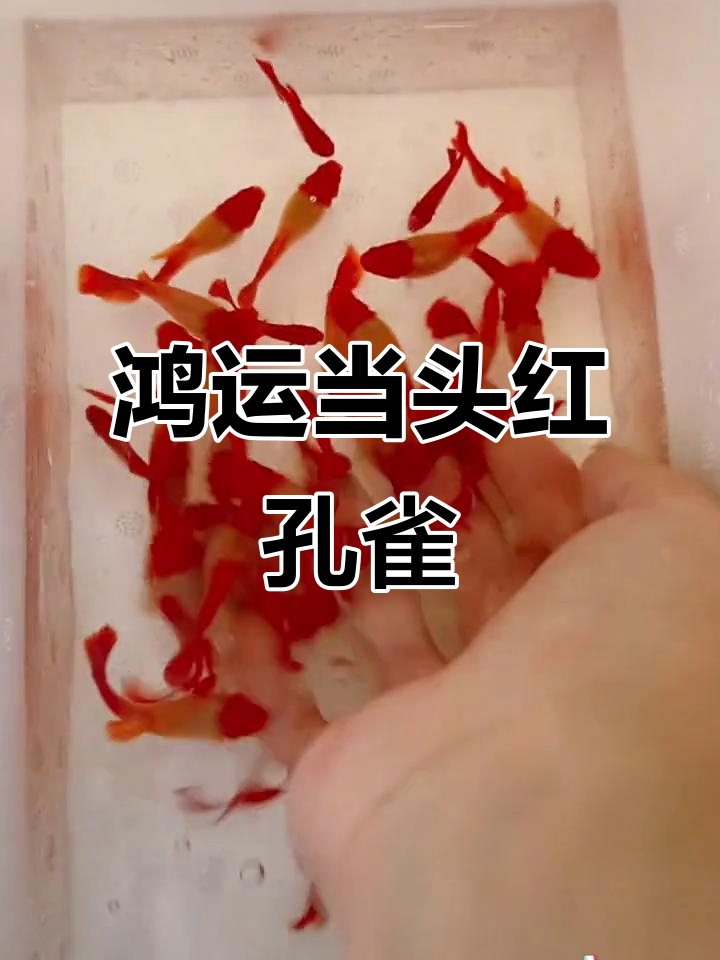 红头孔雀鱼:美丽又皮实,超能生小鱼