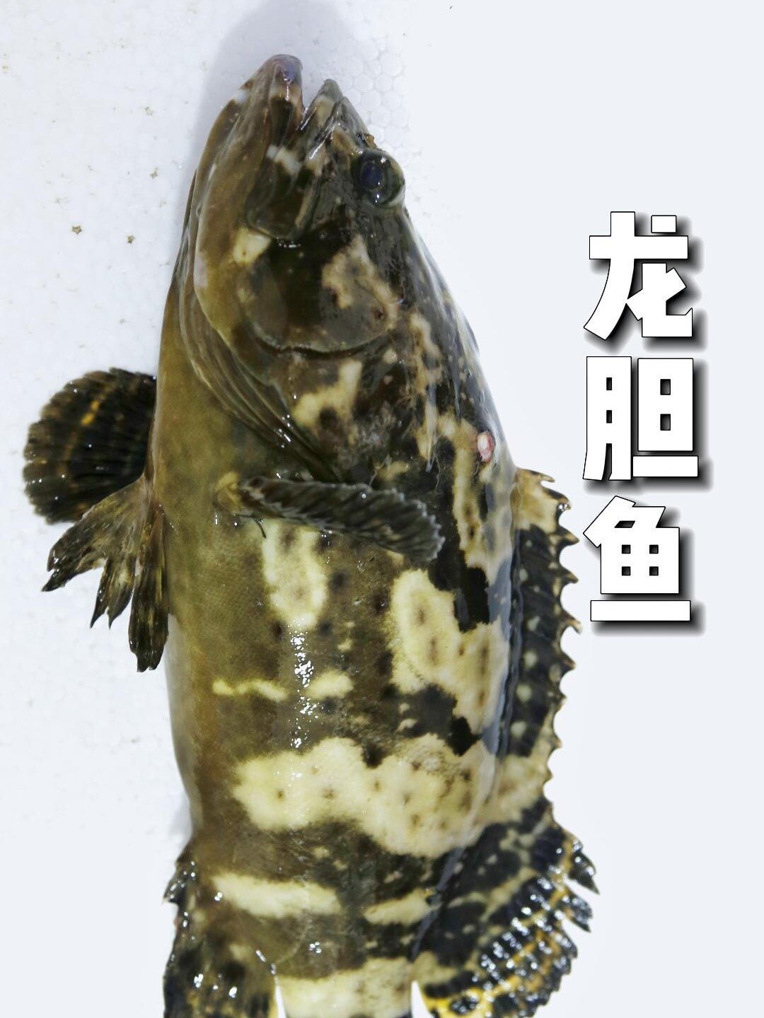 刺少肉多还便宜的龙胆鱼,炖个豆腐鱼汤