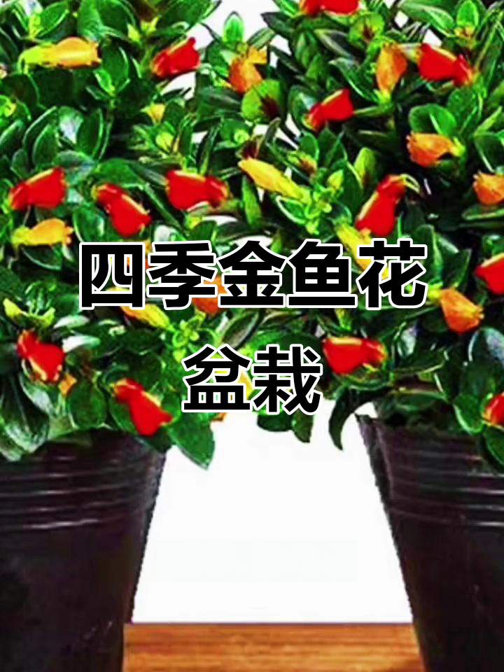 金鱼吊兰绿植,室内清新空气又美观