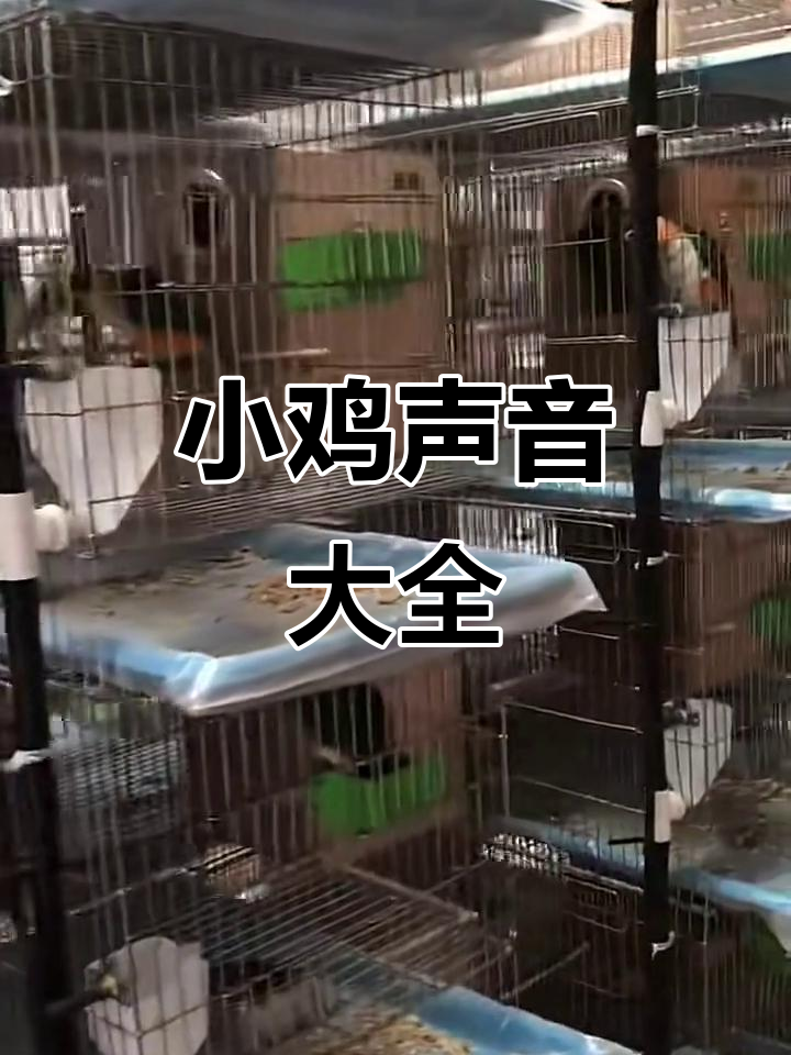 小鸡的声音大集合,各种萌音让你笑出声