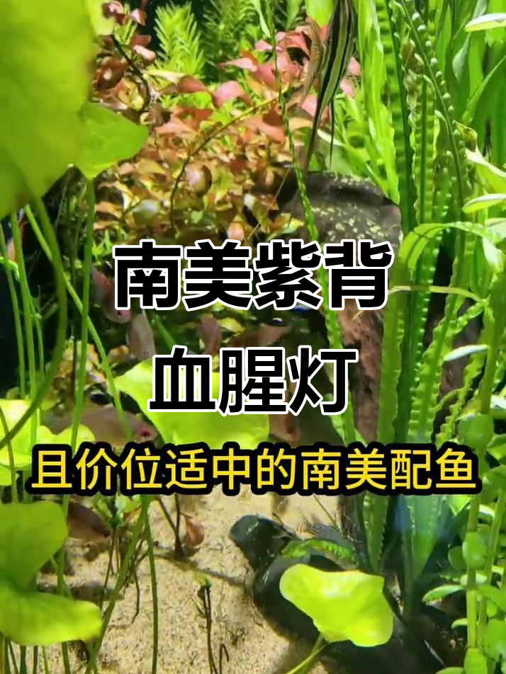 紫背血腥灯:美丽南美配鱼,适合与埃及、七彩神仙混养