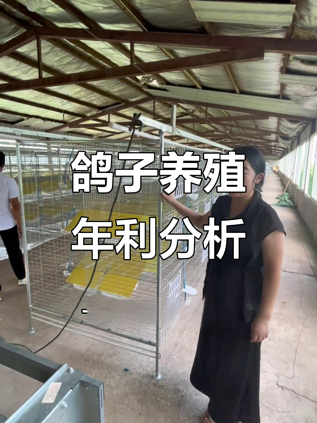 一对鸽子一年的利润是多少?算下来竟然这么多!