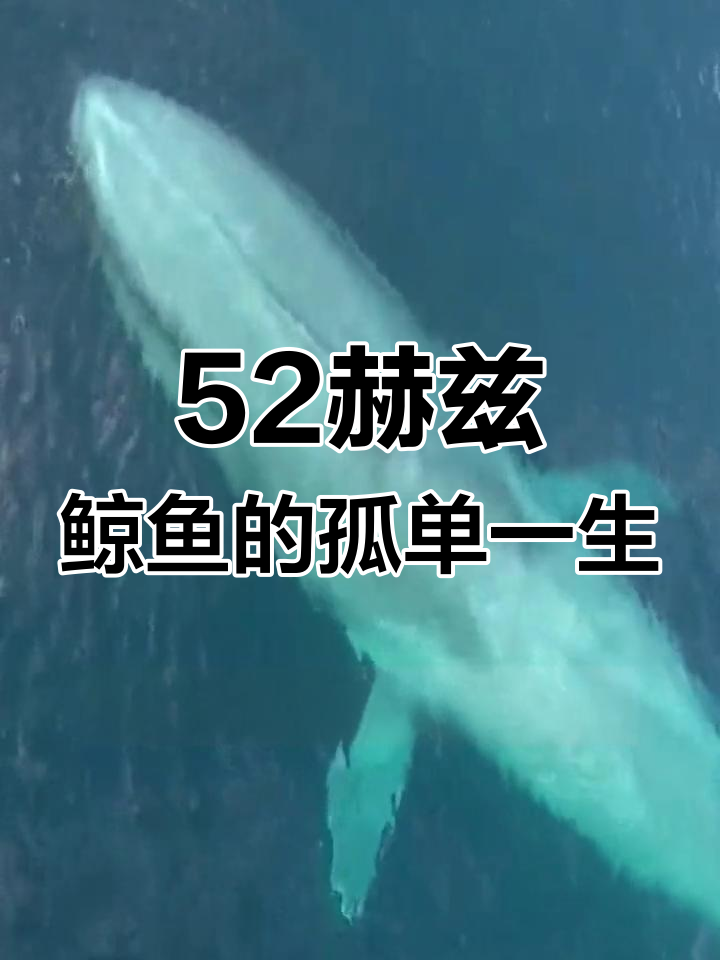 鲸鱼为何会孤独?揭秘52赫兹的秘密