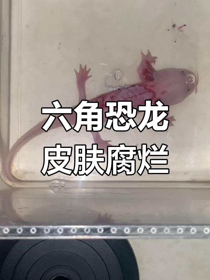 鱼苗死亡,六角恐龙皮肤溃烂严重