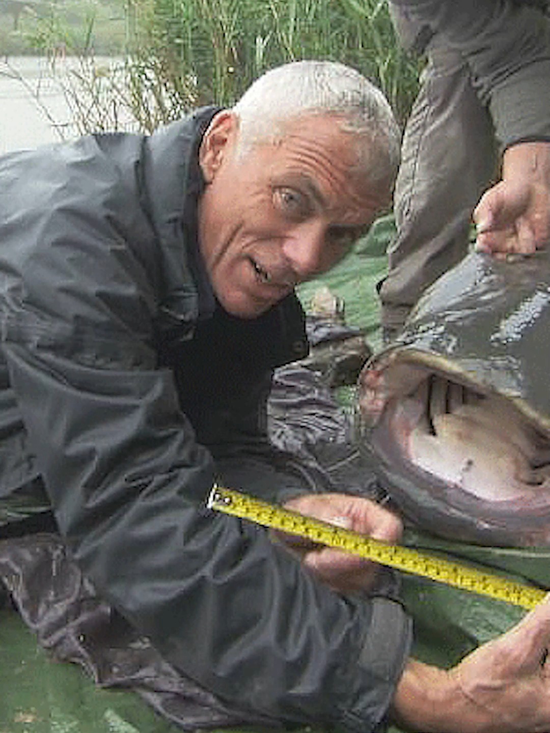 神秘水怪之欧洲巨鲶