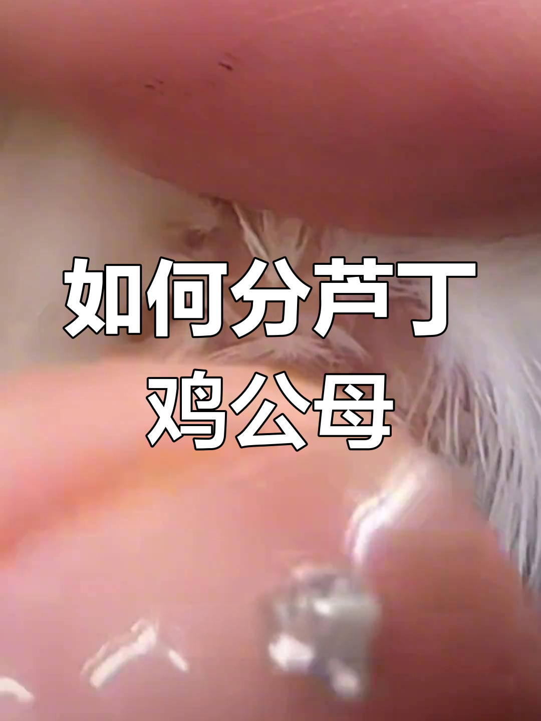 芦丁鸡公母分辨技巧,教你如何区分小气泡和小揪揪