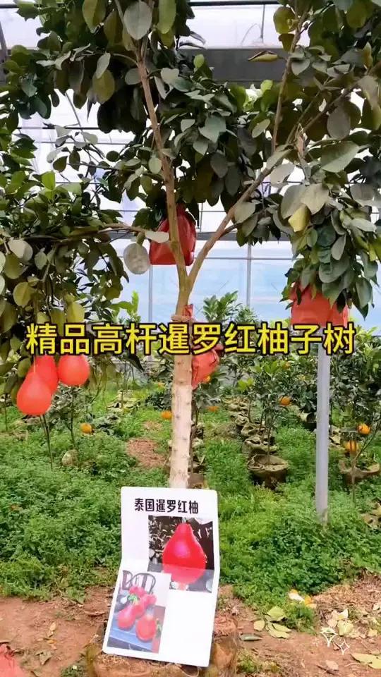 新品红柚,红皮红肉