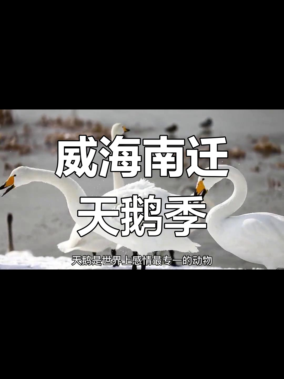 威海荣成迎来186只西伯利亚大天鹅,见证童话般的冬季奇观