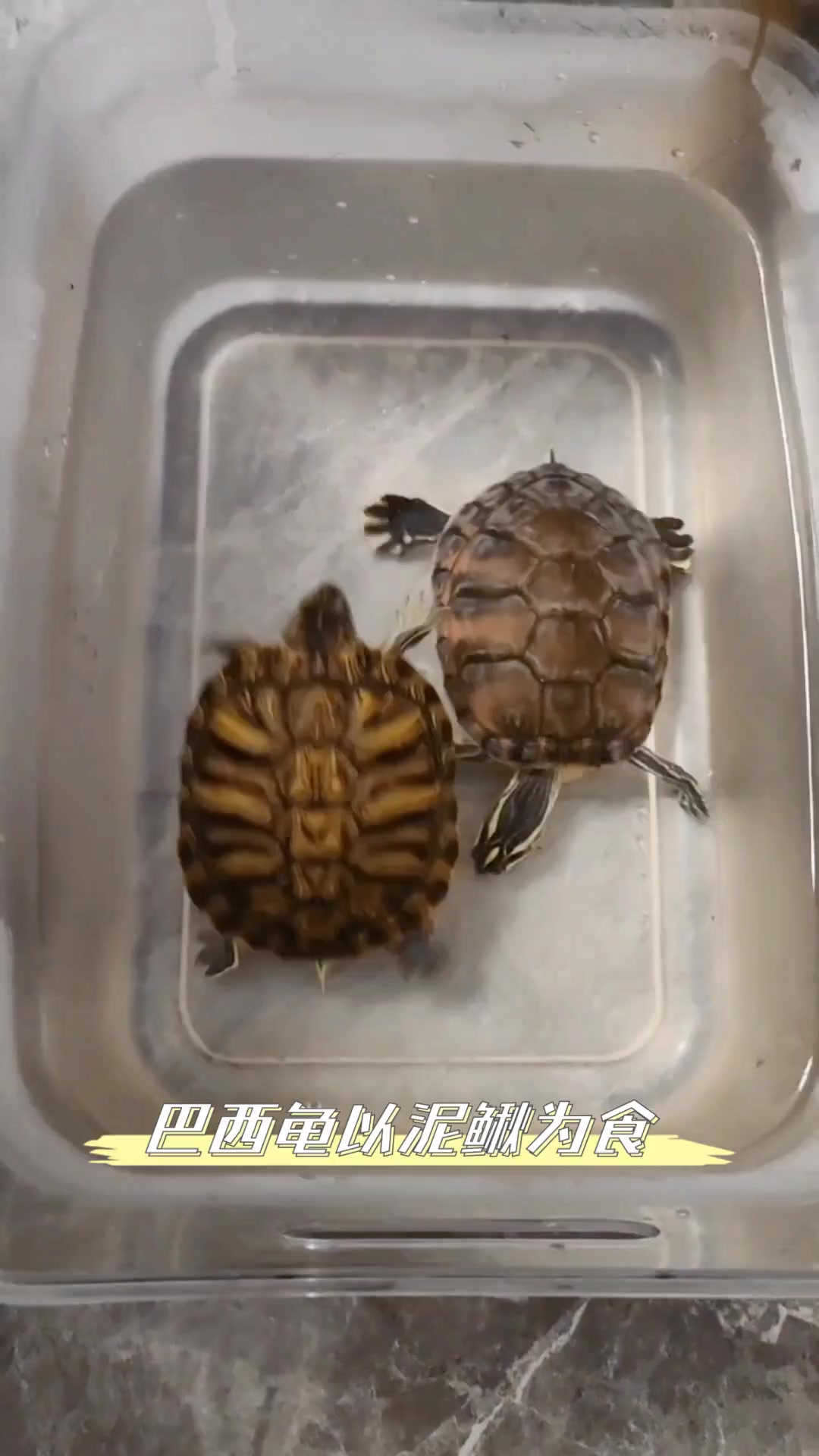 巴西龟以泥鳅为食