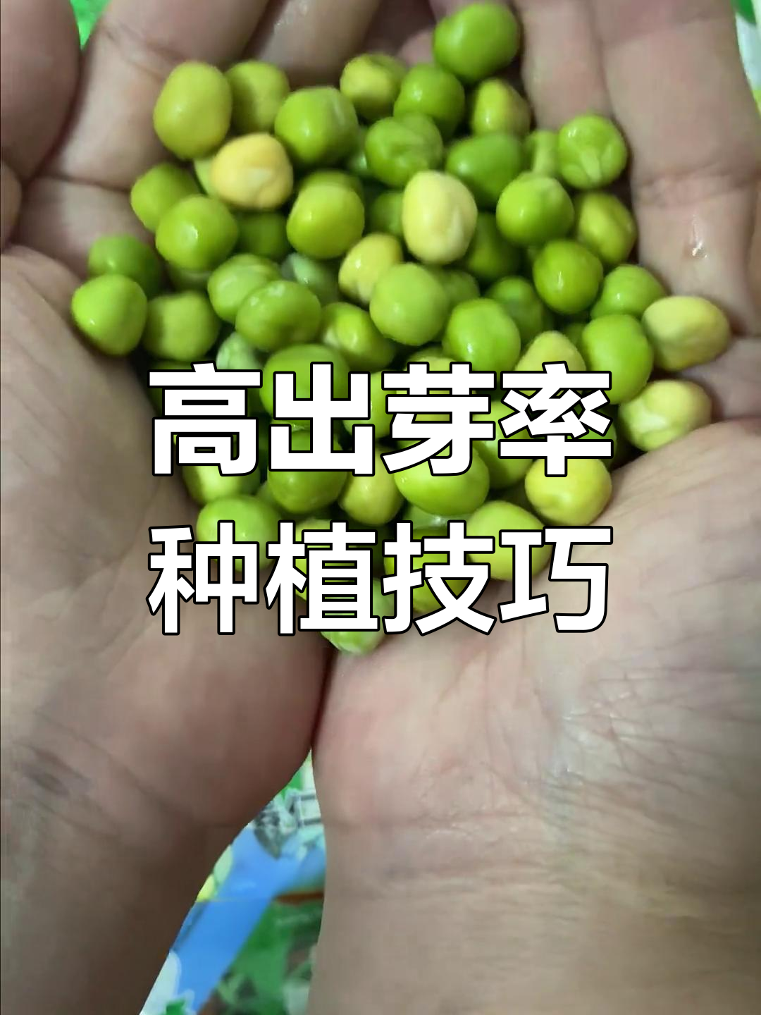 提高蔬菜种子出芽率的秘诀