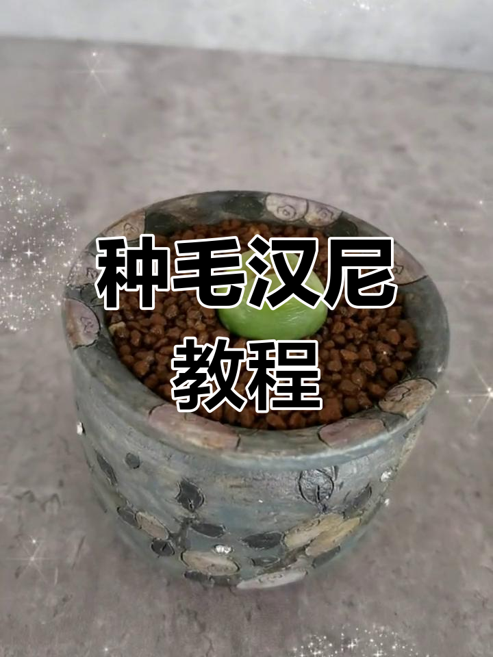 女神节一起种毛汉尼,轻松学会多肉种植技巧