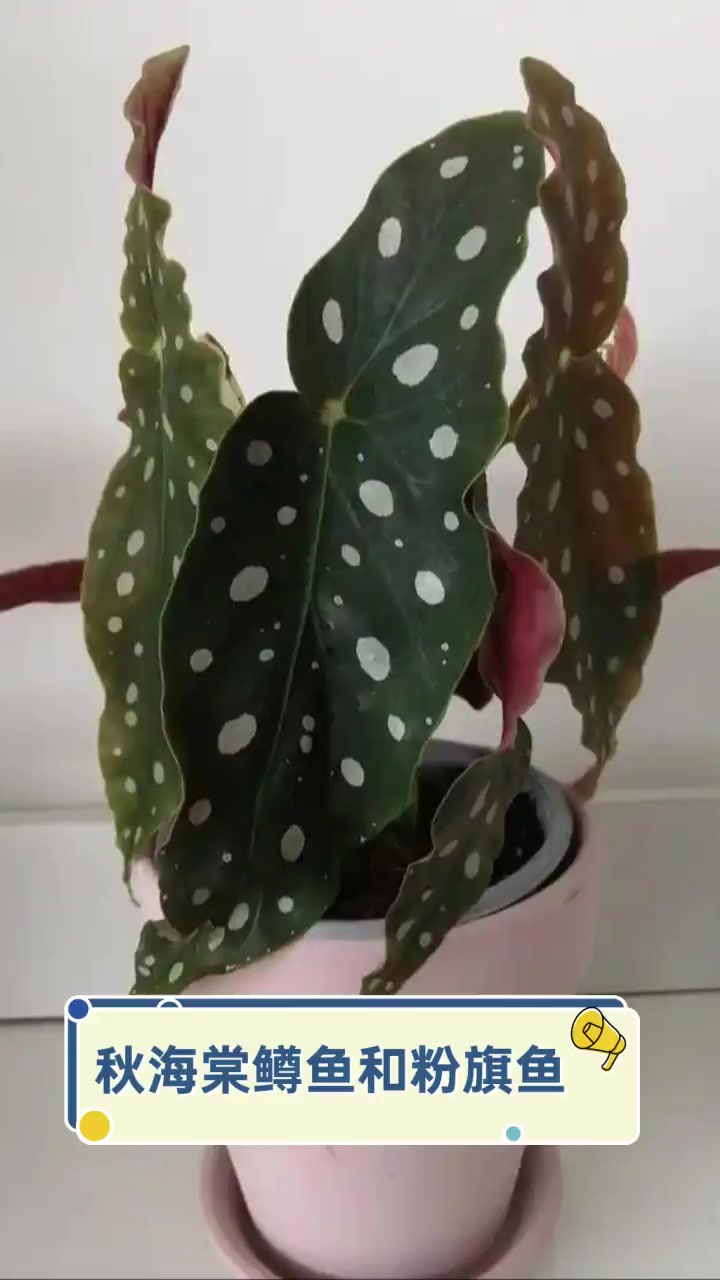 秋海棠鳟鱼和粉旗鱼