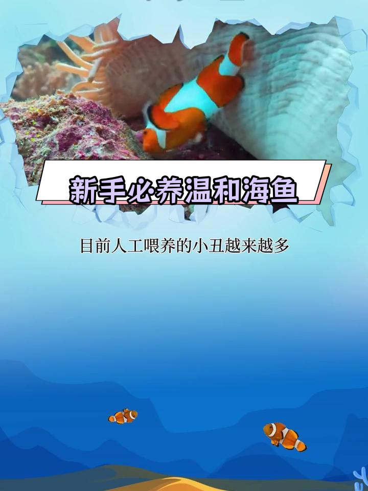 适合新手饲养的七种温和海鱼