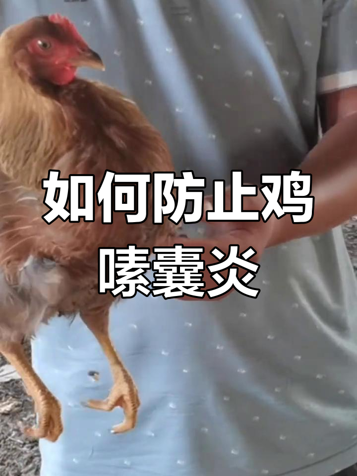 鸡嗉囊炎的预防与处理