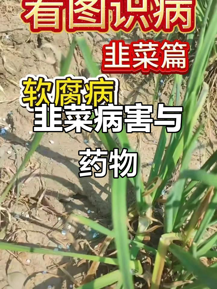 韭菜常见病害及防治方法，轻松搞定！