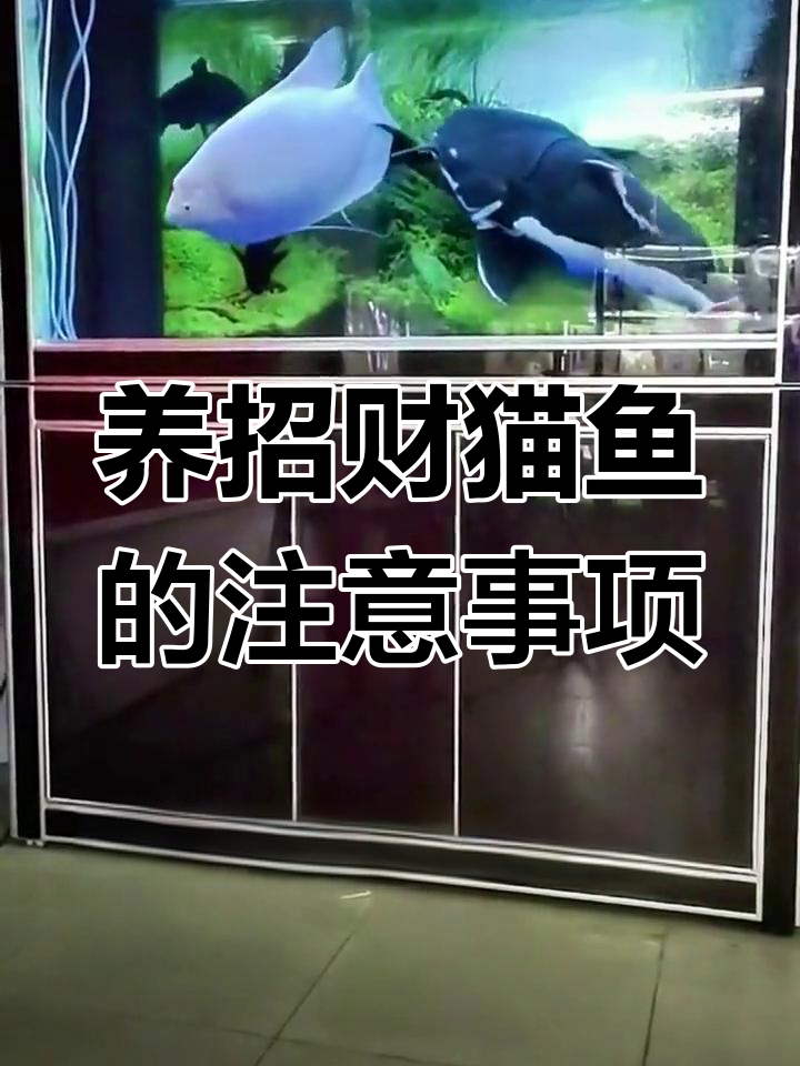 招财猫鱼:能吃能藏,适合家养热带淡水鱼类