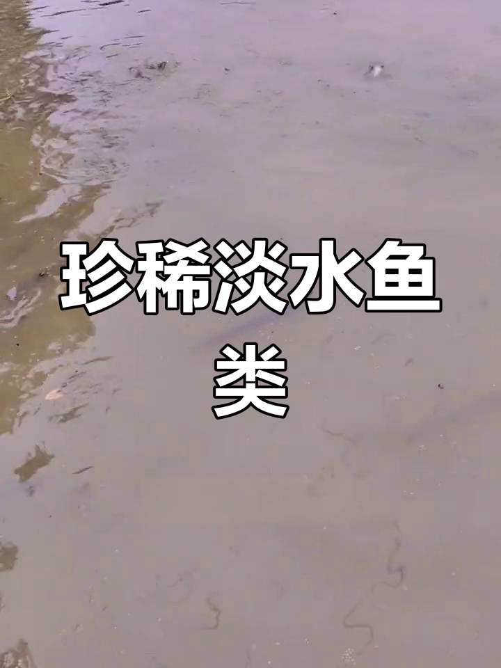 鸭嘴鲟,珍贵淡水鱼,与中华鲟齐名