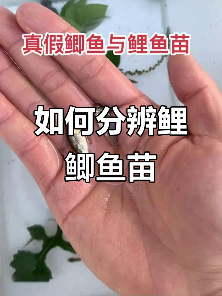 鲤鱼苗与鲫鱼苗如何区分?尾巴颜色一招搞定