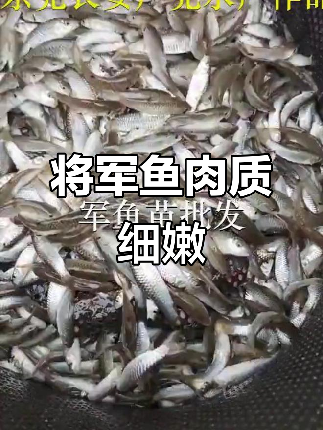 深圳莲花鱼苗场揭秘:将军鱼的独特美味与细腻口感