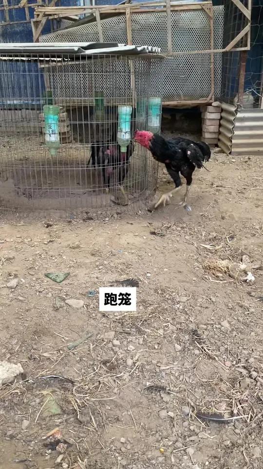 跑笼 高质量斗鸡 斗鸡 斗鸡 看哪只更猛烈一些 公鸡中的战斗机