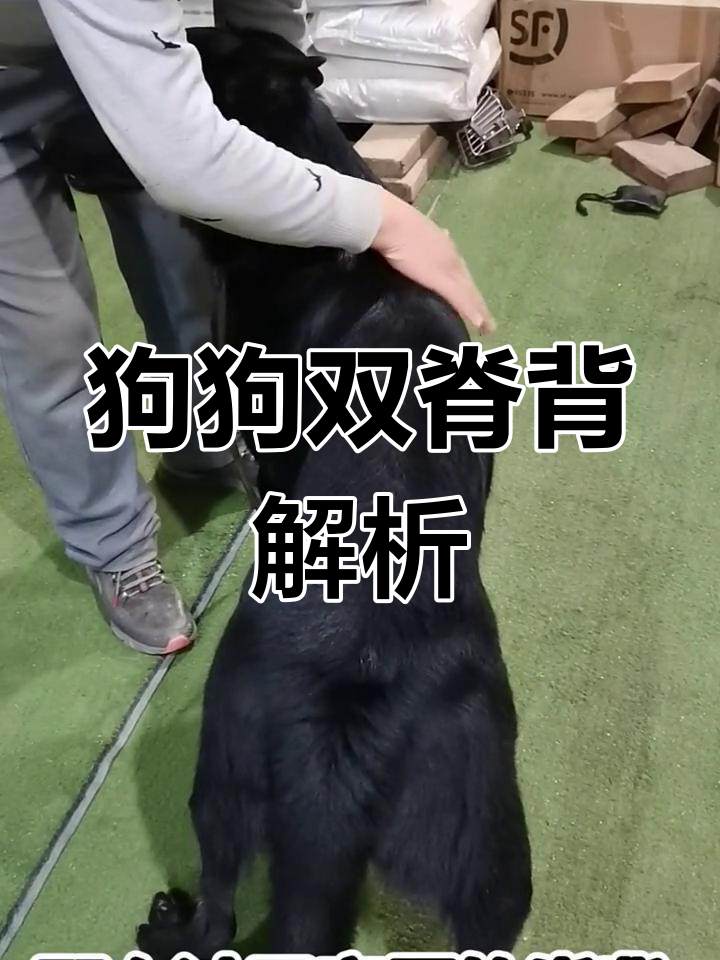 双脊背狗的骨架与肌肉分布,如何判断是否健康