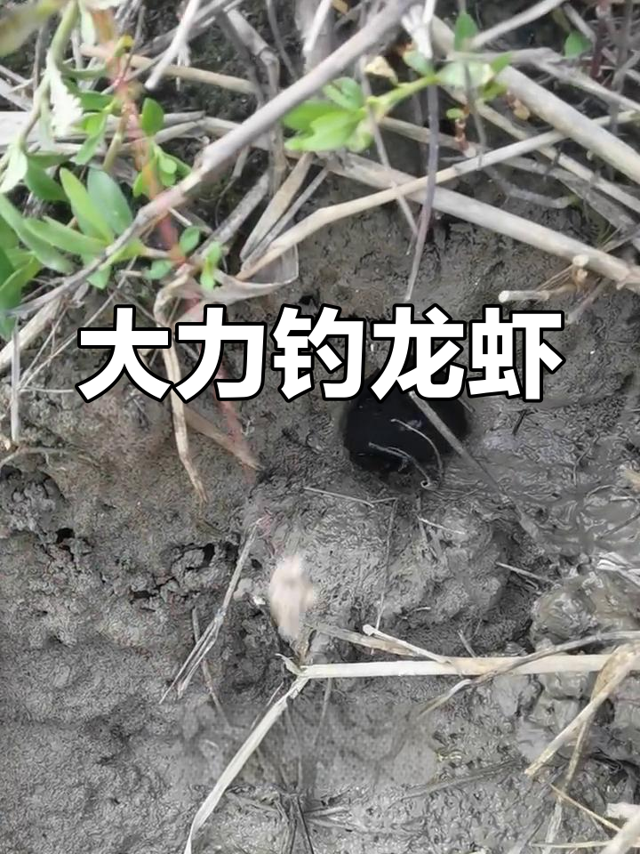 钓龙虾大挑战,千年老虾现身!