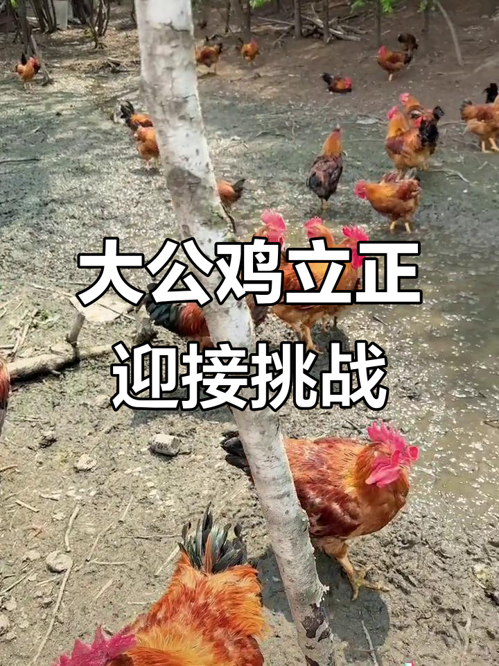 真正的跑山鸡,大公鸡威武霸气!
