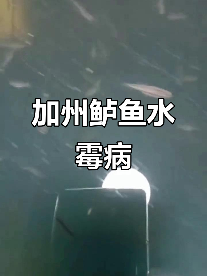 江苏养殖户求助:加州鲈鱼出现水霉病,眼球突出、发红