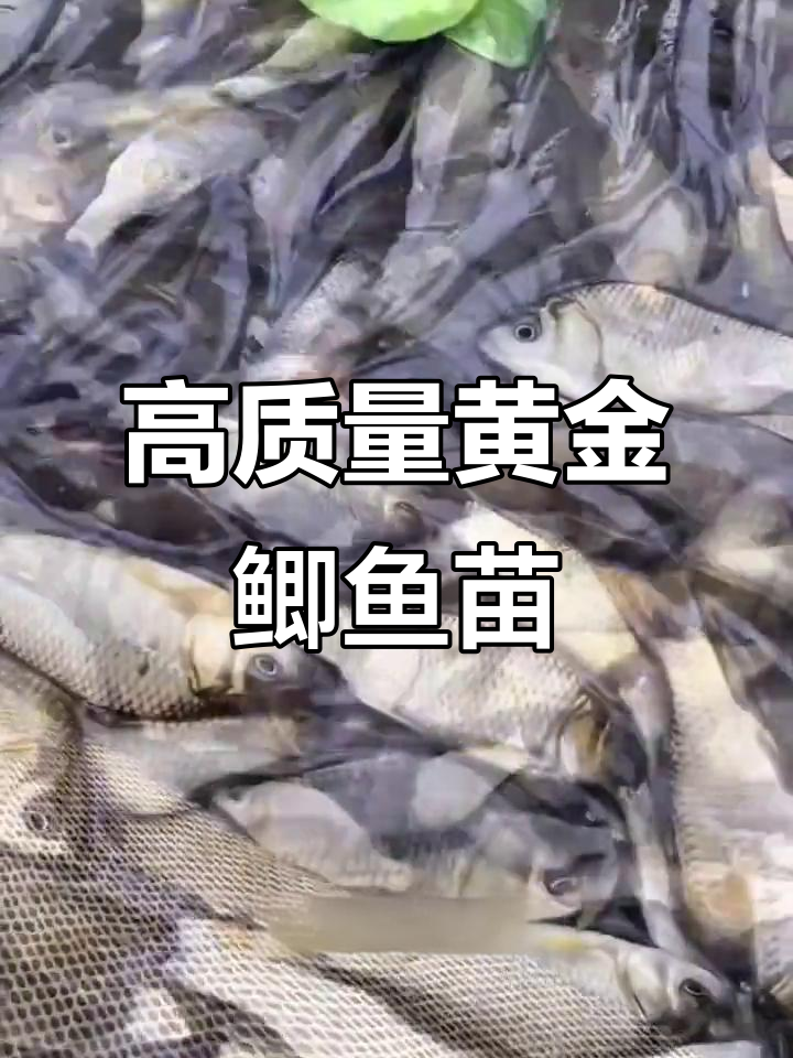 黄金鲫鱼苗:生长快、成活率高,抗病力强,肉质鲜美