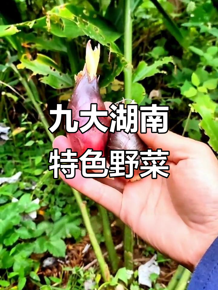 湖南农村9种常见野菜，你吃过几种？
