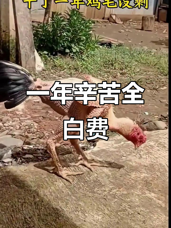 干了一年，结果啥都没剩下