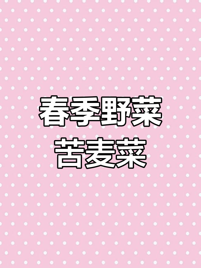 春天必吃苦麦菜,营养丰富又美味