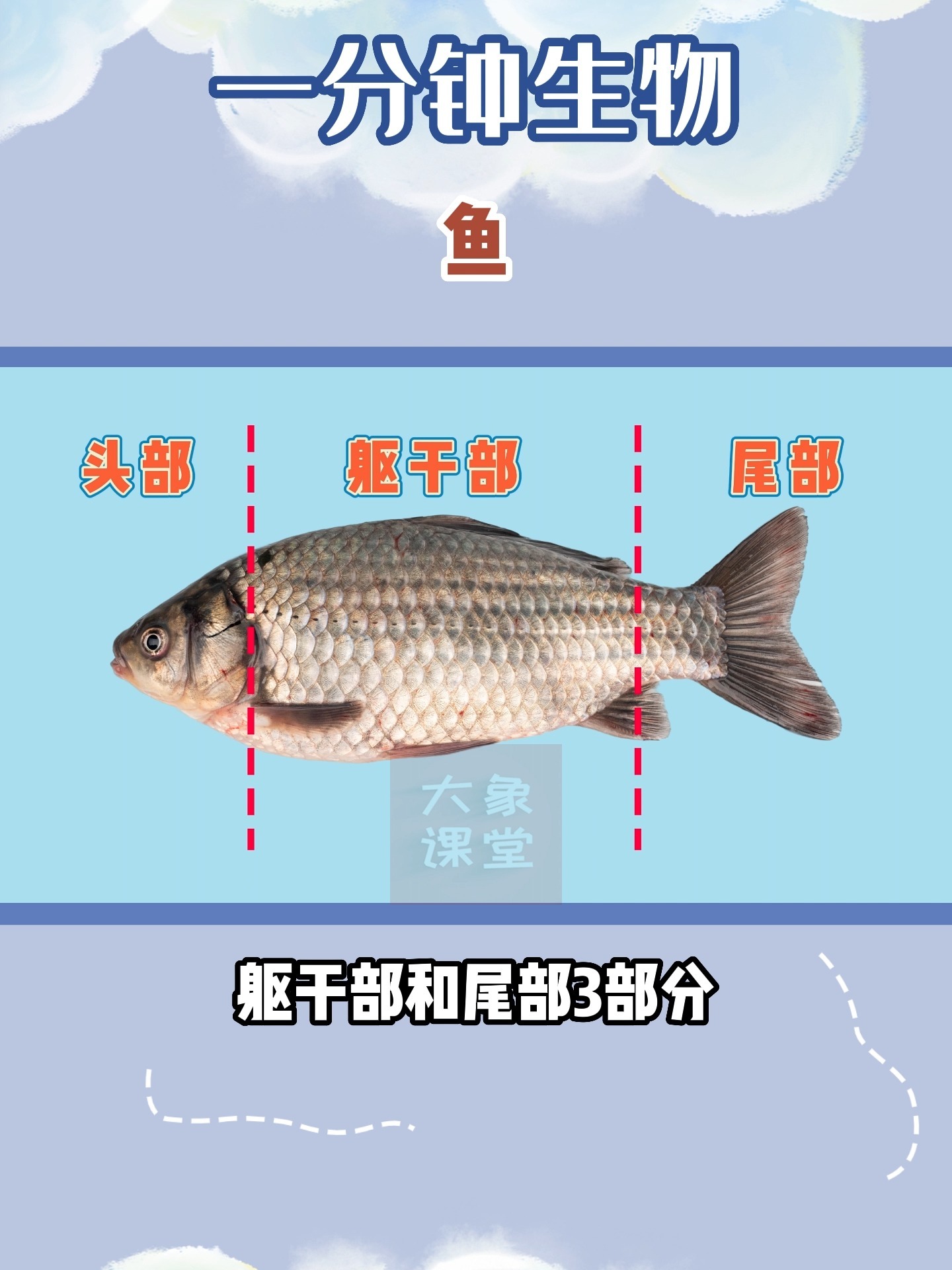 一分钟了解鱼
