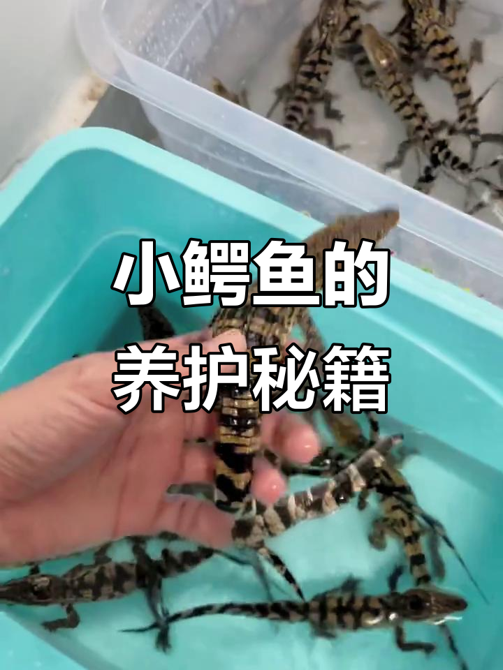 男孩玩鳄鱼，女孩抱娃娃？宠物小鳄鱼饲养全攻略！