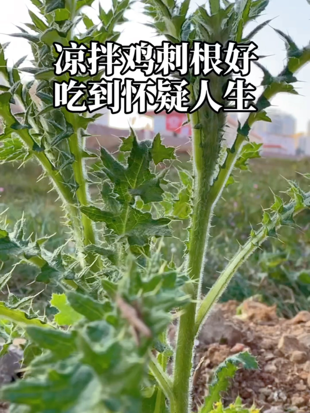 凉拌鸡刺根,好吃到怀疑人生!