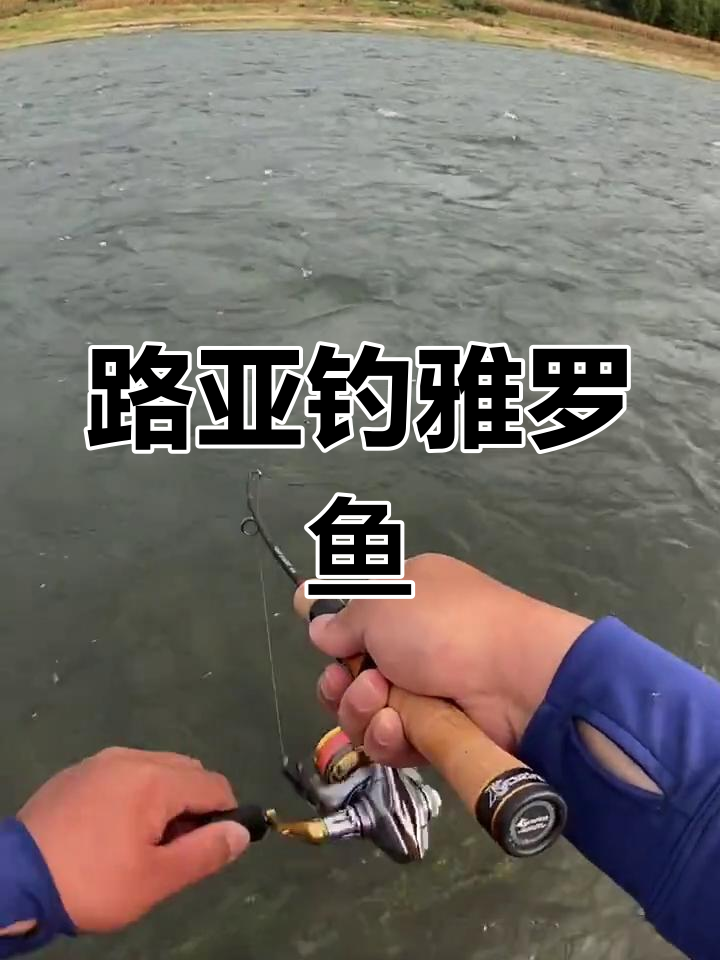 雅罗鱼路亚钓法揭秘,粘性十足让人上瘾