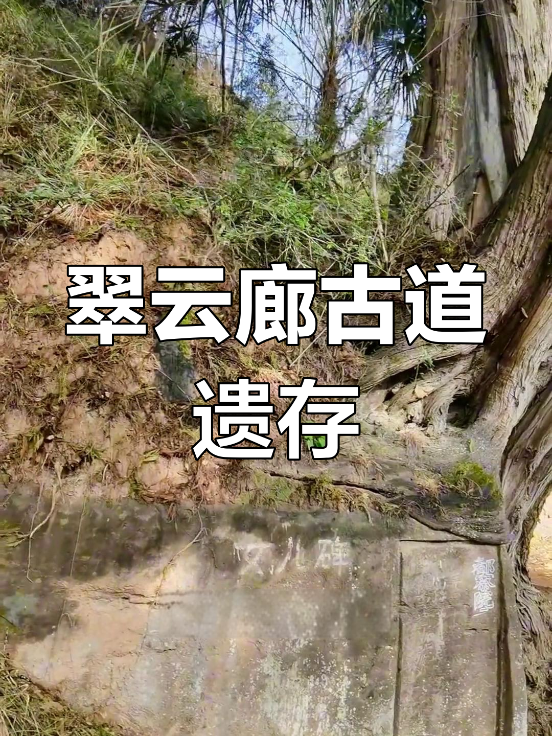 红铜村翠云廊古蜀道遗址探访