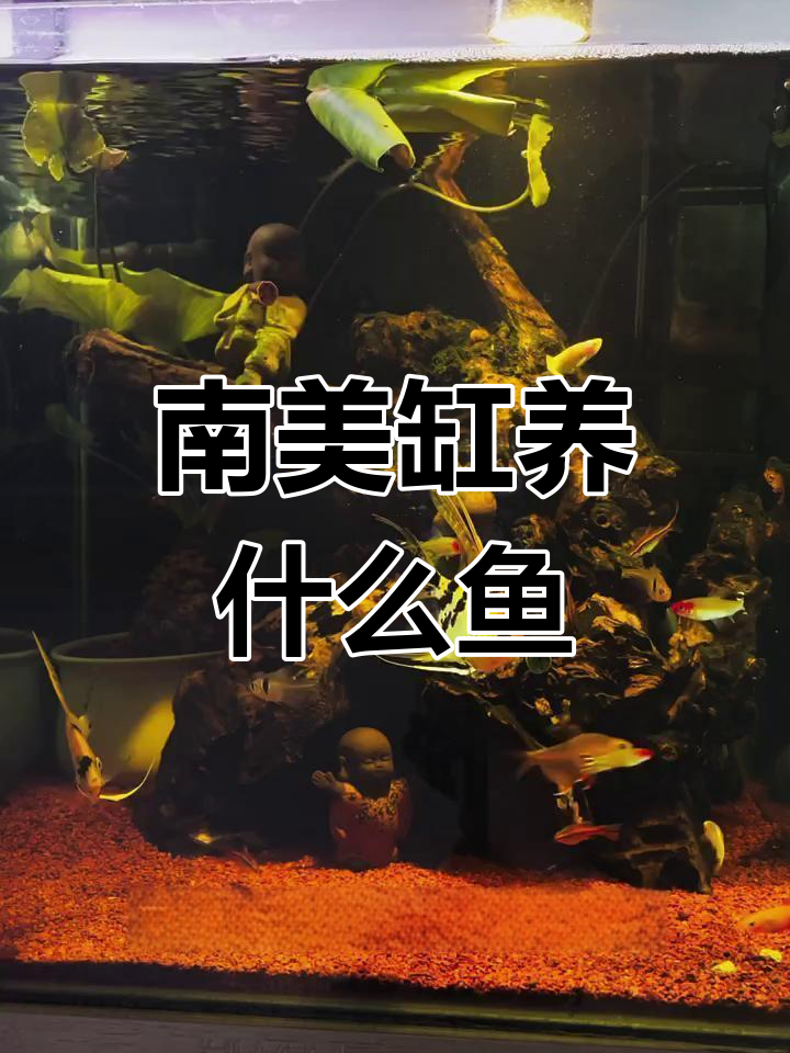南美缸适合养的鱼类大揭秘,神仙鱼和石土雕类最受欢迎