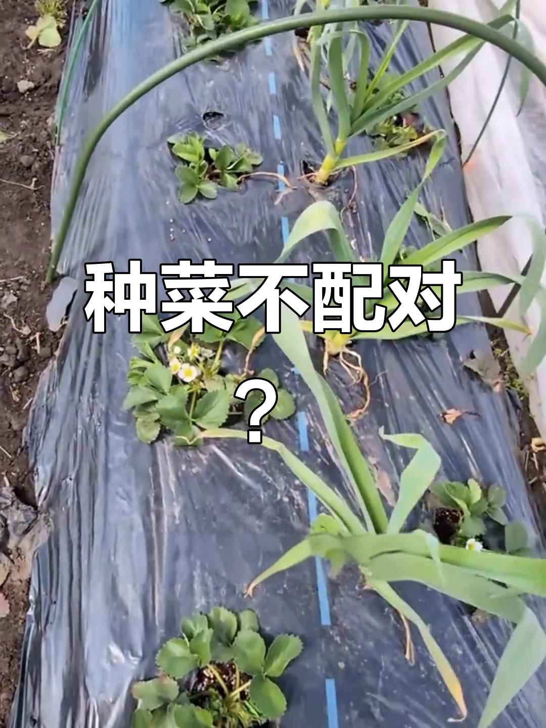 蔬菜种植小技巧:搭配对了,产量翻倍