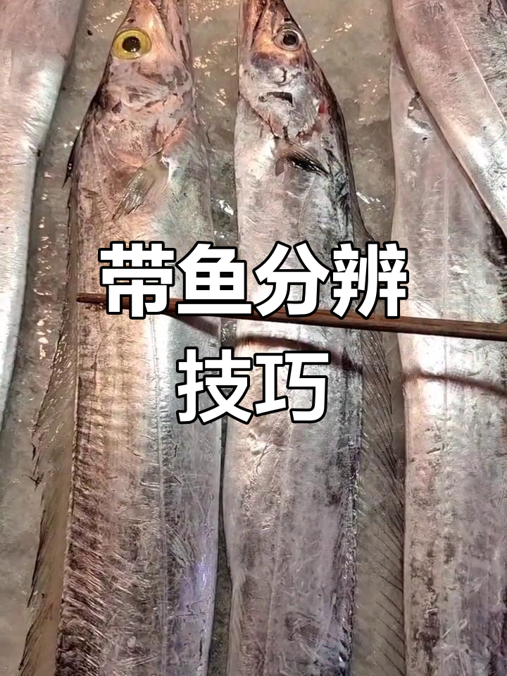 如何区分东海带鱼与南海带鱼