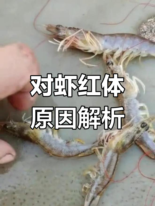 南美白对虾红体原因分析,如何判断是应激还是感染?