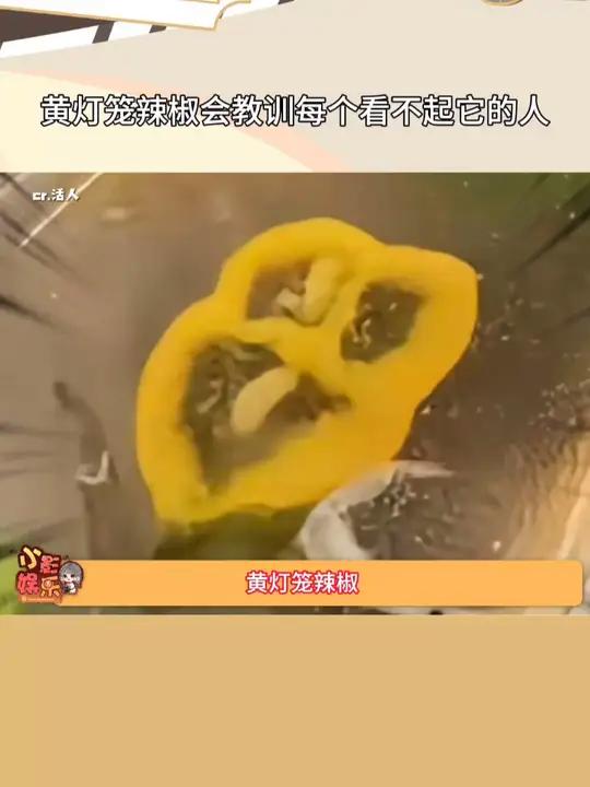 黄灯笼辣椒会教训每个看不起它的人,我勒个超绝低音炮,老实了