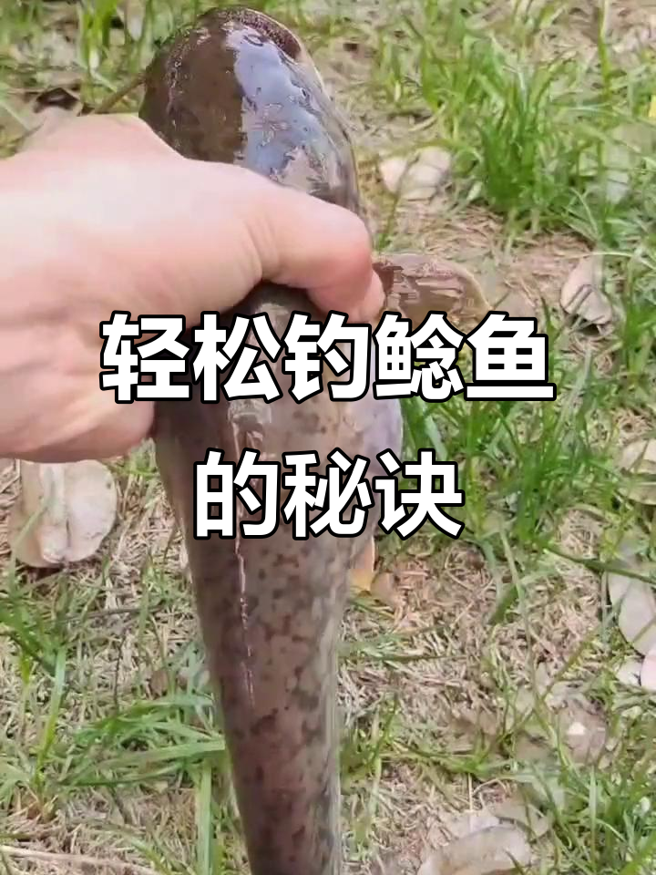 钓鲶鱼小技巧:草窝桥洞打窝,腥臭味诱捕
