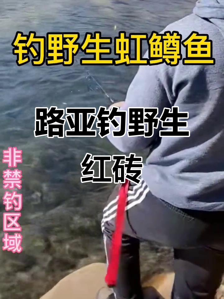 野生虹鳟鱼钓获大揭秘,路亚技巧全解析