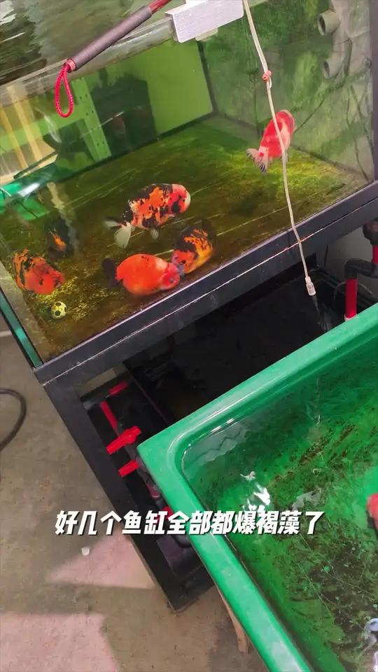黄金胡子啃藻小能手 兰寿鱼房的缸爆藻了,不想刷缸就当黄金胡子进去,一晚上就啃干净了,黄金胡