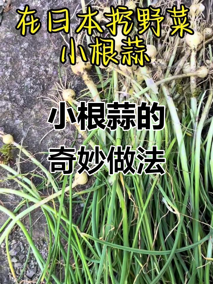 野生小根蒜成堆,怎么吃才最美味?