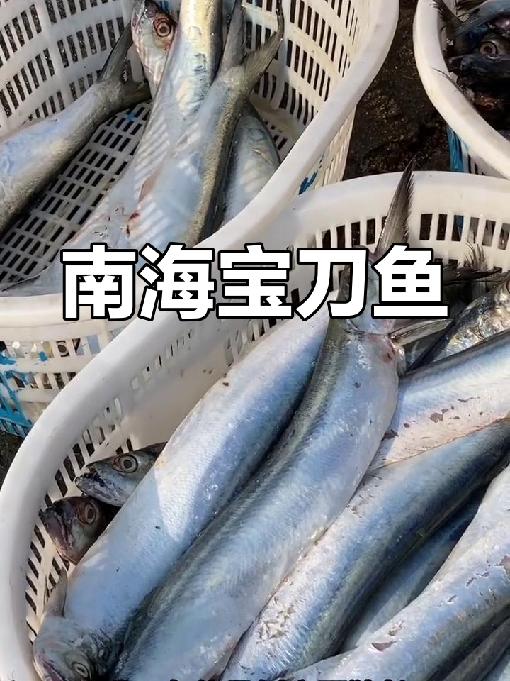 烧刀鱼:南海重要经济鱼类